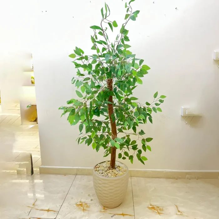 شجره بنجمينا اخضر كود 2511