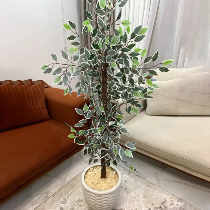 شجره بنجامينا اخضر في ابيض كود 2517